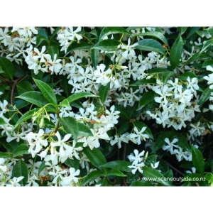 Ρυνχόσπερμo-Rhynchospermum Jasminoides