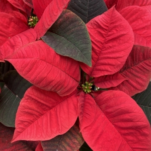 Poinsettia/ Αλεξανδρινό XXL
