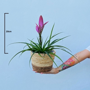 Tillandsia