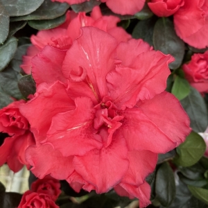 Αζαλέα/ Azalea