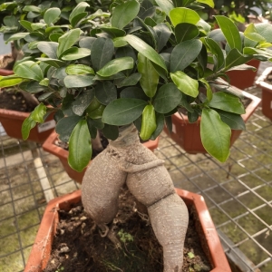Bonsai