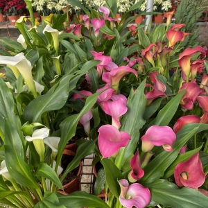 Zantedeschia