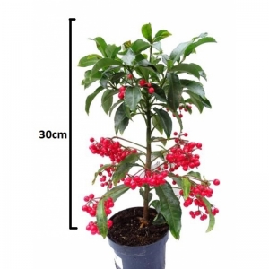 Ardisia Crenata