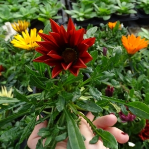 Gazania pot 9cm