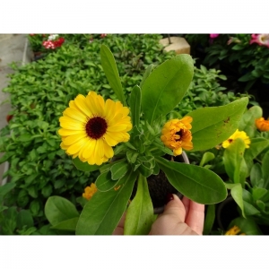 Καλεντούλα-Calendula pot 9cm