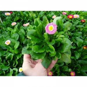 Μπέλλις pot 9cm