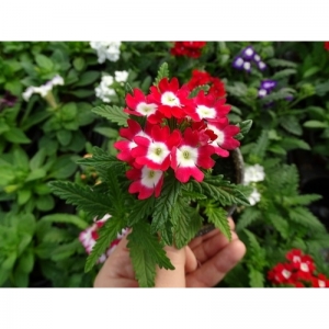 Βερβένα pot 9cm
