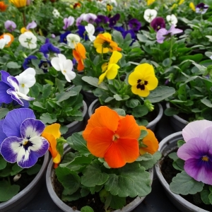 Βιόλα pot 9cm