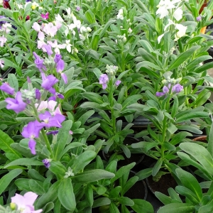 Σιερινιά Μέτρια-Stock Medium pot 9cm