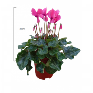 Cyclamen