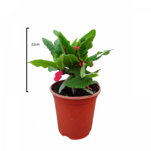 Euphorbia milii