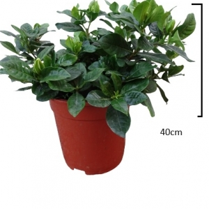 Γαρδένια/Gardenia