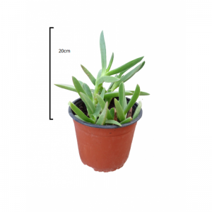 CARBOBROTUS