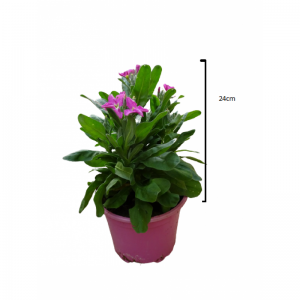 Σιερινιά κοντή pot -Stock short 24cm