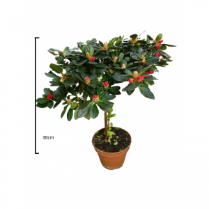Aζαλέα 30cm