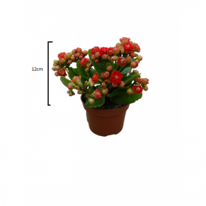 Καλανχόη/Kalanchoe
