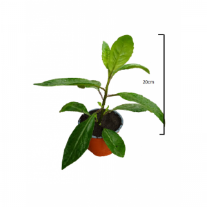 Gynura Procumbes