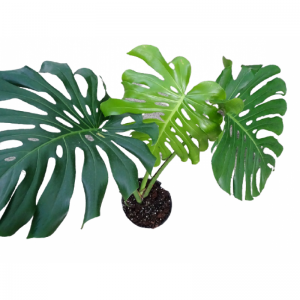 Monstera Deliciosa M