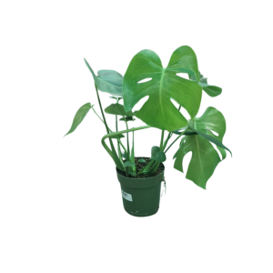 Monstera Deliciosa M