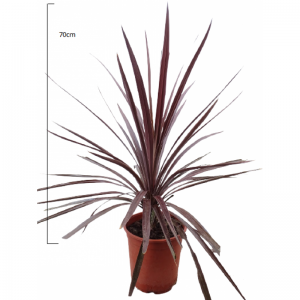 Cordyline Red Star