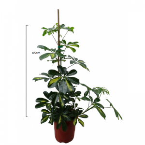 Schefflera Variegate