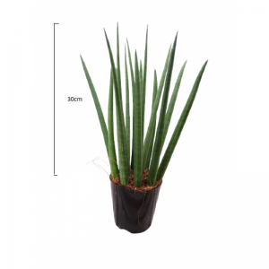 Sansevieria Cylindr.