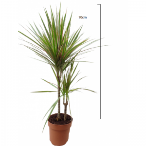 Dracaena Bicolor