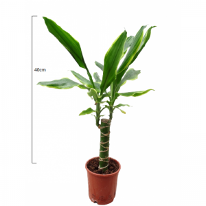 Dracaena massangeana