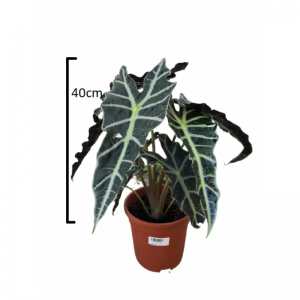 Alocasia polly