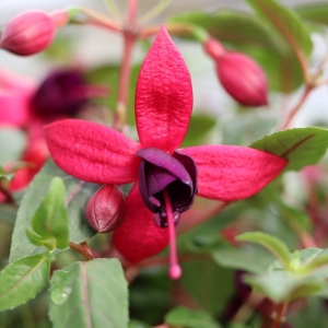 Fuxia