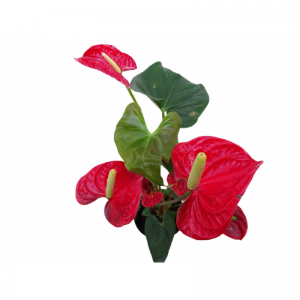 Anthurium