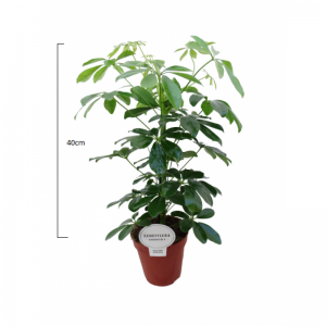 Schefflera S