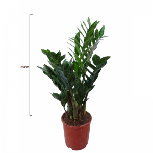 Zamioculcas Zamiifolia