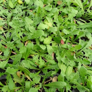 Αθάνατο/Στατική