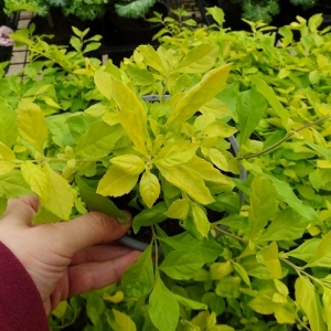 Ντουράντα Χρυσή/ Duranta Gold