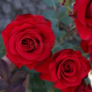 165.00 ΚΟΚΚΙΝΟΣ ΘΗΣΑΥΡΟΣ / RED TRESOR