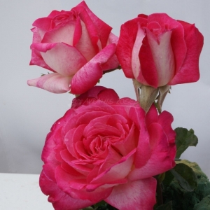 054.00 ΡΟΔΟΝ ΠΕΡΛ / ROSE PERLE