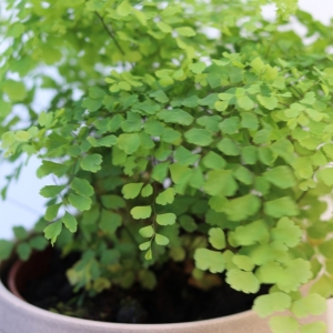 Adiantum Raddianum