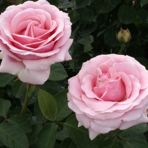 011.30 Ο ΦΙΛΟΣ ΜΟΥ Ο ΘΩΜΑΣ / MON AMI THOMAS