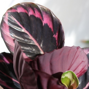 Calathea Roseopicta Dottie