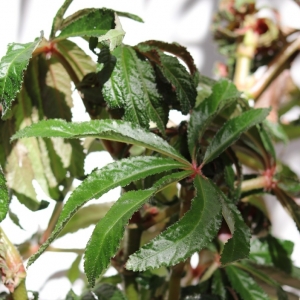 Begonia Luxarias Palm Leaf