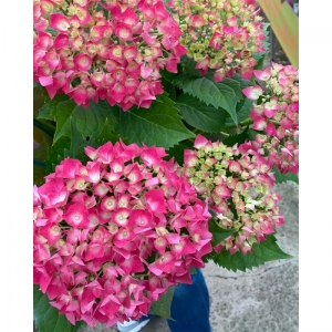 Hydrangea