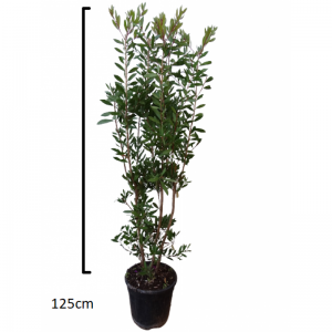 Καλλιστήμονας