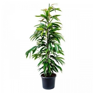 Ficus Amstel King