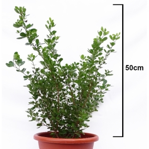 Rhus