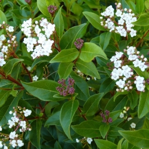 Viburnum Tinus