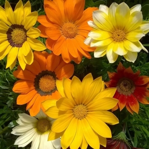 Gazania Gazoo