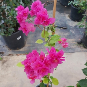 Βουκαμβίλια  / Bougainvillea