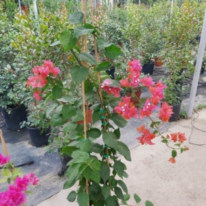 Βουκαμβίλια 1,5μ / Bougainvillea 1,5m