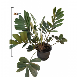 Zamia Furfuracea
